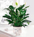 Comfort Planter - The Flower Shop Atlanta