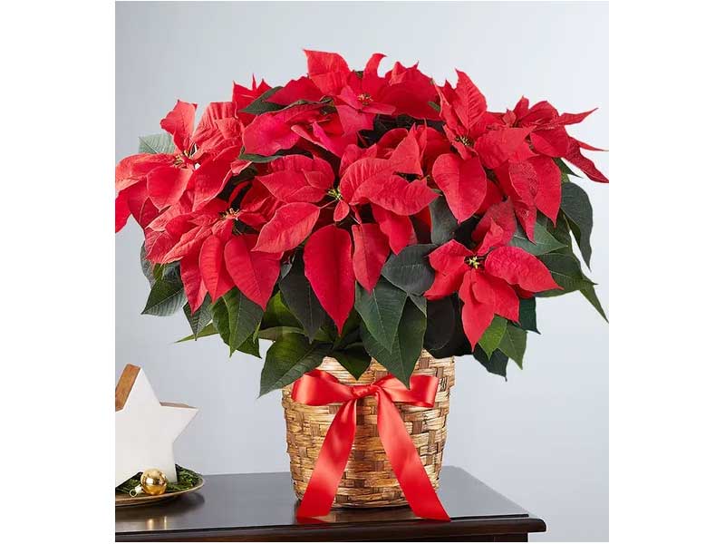 Poinsettia Plant - The Flower Shop Atlanta