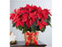 Poinsettia Plant - The Flower Shop Atlanta