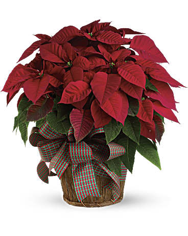 Red Poinsettia - The Flower Shop Atlanta