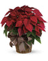 Red Poinsettia - The Flower Shop Atlanta