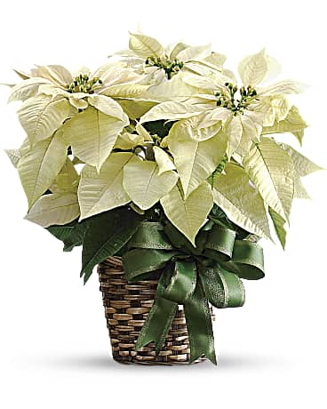 White Poinsettia - The Flower Shop Atlanta