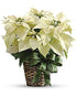 White Poinsettia - The Flower Shop Atlanta