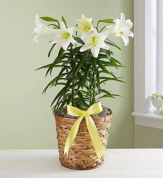 Easter Lily - The Flower Shop Atlanta