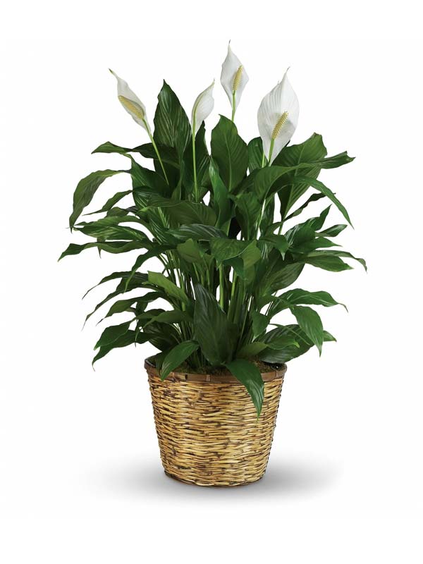 giant peace lily Large Peace Lily