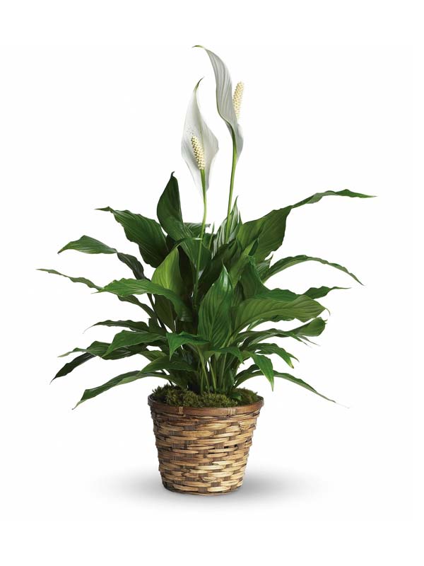 Small Peace Lily - The Flower Shop Atlanta