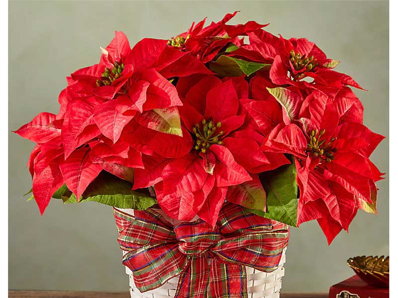 Happiest Holidays Poinsettia - The Flower Shop Atlanta