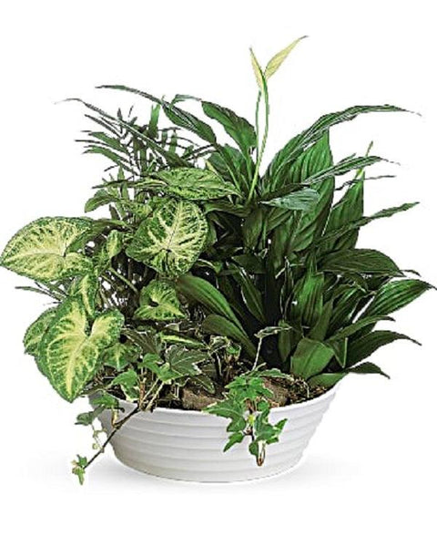 Sympathy Plant Dishgarden Atlanta