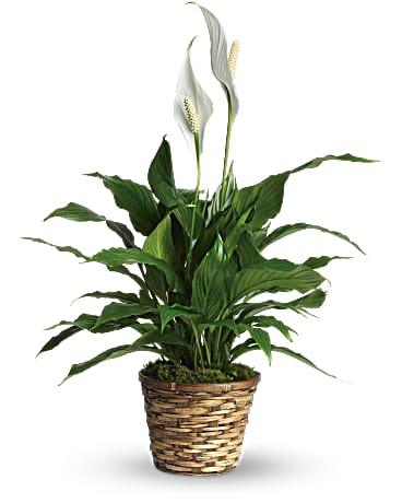 Peace Lily - The Flower Shop Atlanta