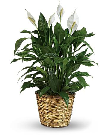 Peace Lily - The Flower Shop Atlanta