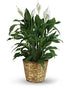 Peace Lily - The Flower Shop Atlanta