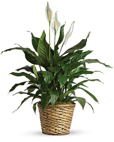 Peace Lily - The Flower Shop Atlanta