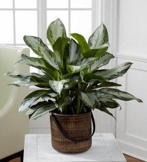 The FTD® Chinese Evergreen - The Flower Shop Atlanta