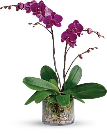 Glorious Gratitude Orchid - The Flower Shop Atlanta