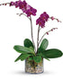Glorious Gratitude Orchid - The Flower Shop Atlanta