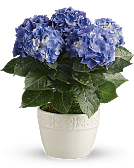 Happy Blue Hydrangea - The Flower Shop Atlanta