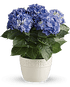 Happy Blue Hydrangea - The Flower Shop Atlanta