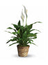 Small Peace Lily - The Flower Shop Atlanta